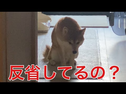 【柴犬飼い主55歳】怒られて本当に反省している？