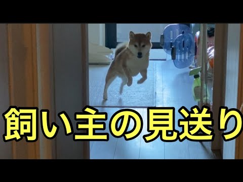 【柴犬飼い主55歳】毎日見送りするようになった柴犬に感激するおじさん！
