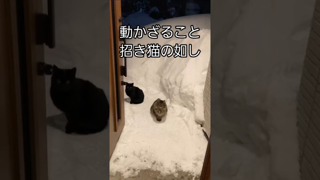 風林火山な猫