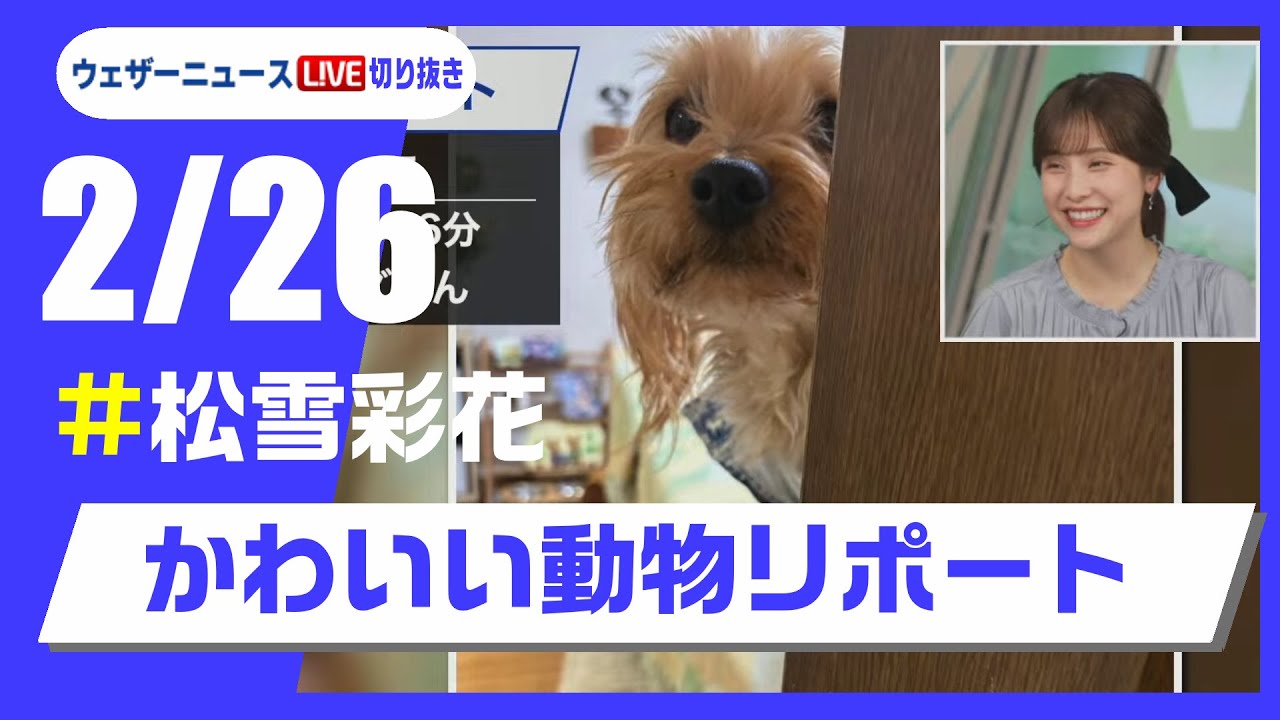 【20250226 ウェザーニュースライブ切り抜き】かわいい動物リポート #松雪彩花