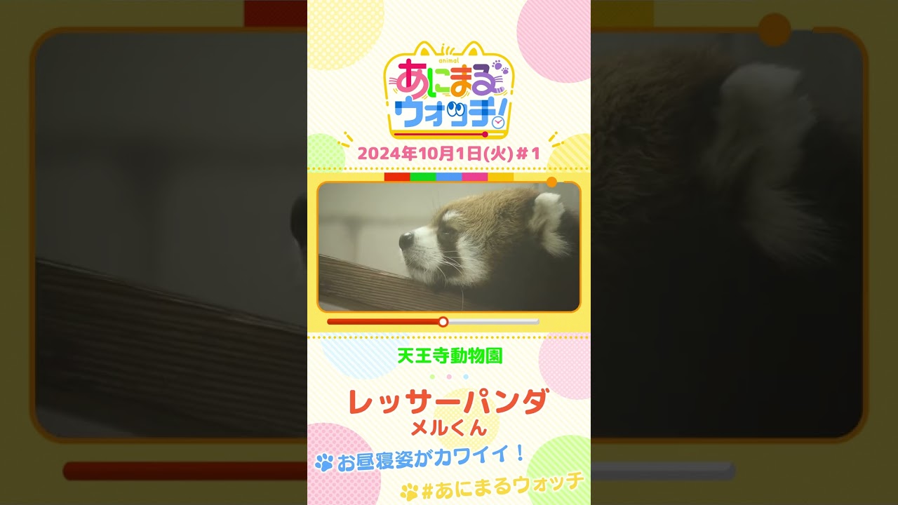 【＃１】あにまるウォッチ「レッサーパンダ」のメルくん  #すまたん #ZIP #あにまるウォッチ #動物動画