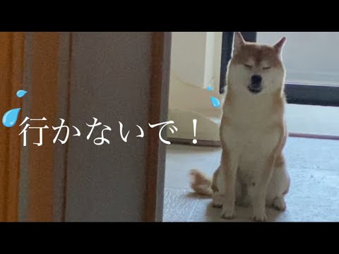 【柴犬飼い主55歳】おじさんが出かける時に悲しがる柴犬！