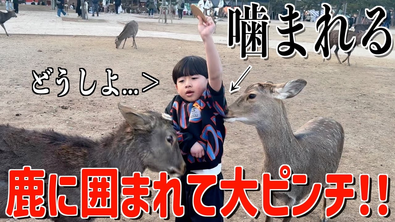 大量の鹿せんべいを持って奈良公園に凸ったら、すぐに囲まれパニックwww