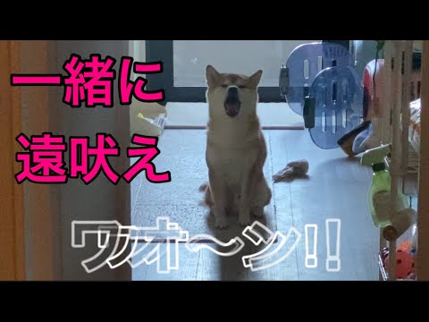 【柴犬飼い主55歳】恥ずかしからずおじさんが柴犬と一緒に遠吠えをする