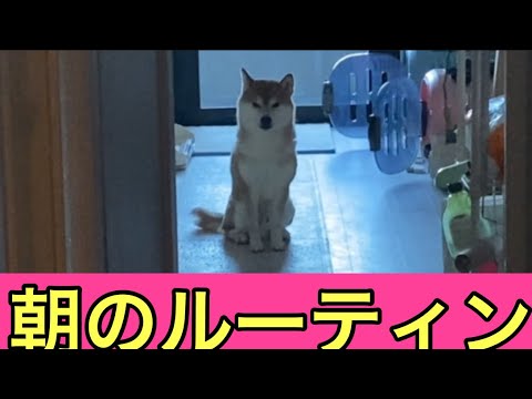 【柴犬飼い主55歳】6歳柴犬の朝のルーティン