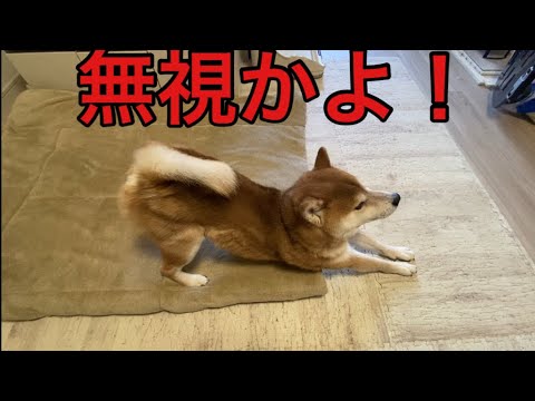 【柴犬飼い主55歳】イタズラしてたら飼い主を無視するようになった柴犬！