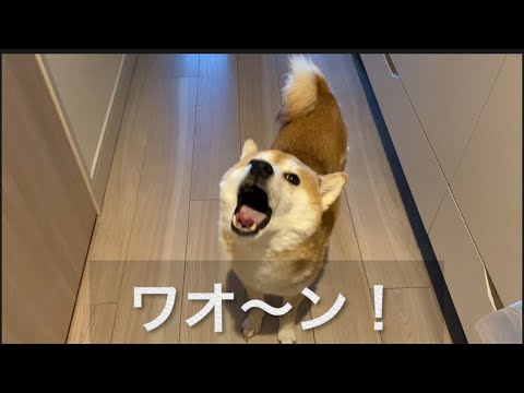 【柴犬飼い主55歳】6歳になった柴犬がおじさんと一緒に遠吠えをやってくれた！