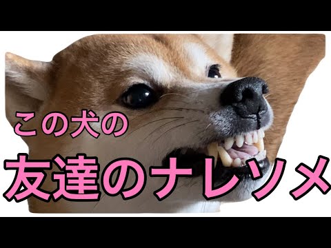 【柴犬飼い主55歳】柴犬の友達のサトシ君について