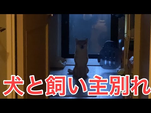【柴犬飼い主55歳】来週まで会えなくてなる飼い主との別れが辛い！