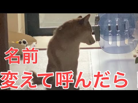 【柴犬飼い主55歳】6年間呼んだ名前を急に変えてみた！