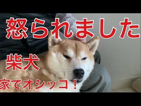 【柴犬飼い主55歳】家の中でオシッコしてしまった柴犬の行動がヤバい！