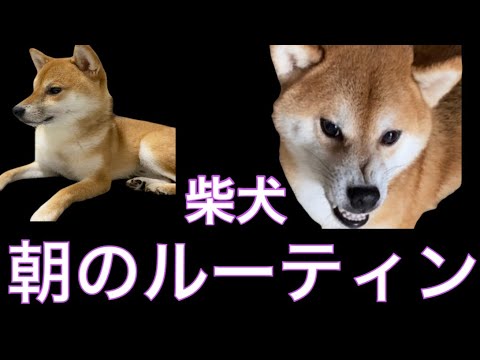 【柴犬飼い主55歳】柴犬朝のルーティン