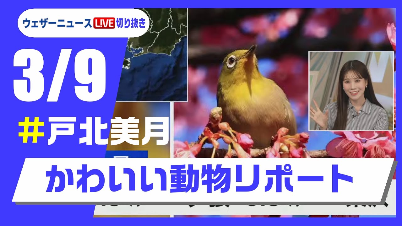 【20250309 ウェザーニュースライブ切り抜き】かわいい動物リポート #戸北美月 #ウェザーニュース切り抜き