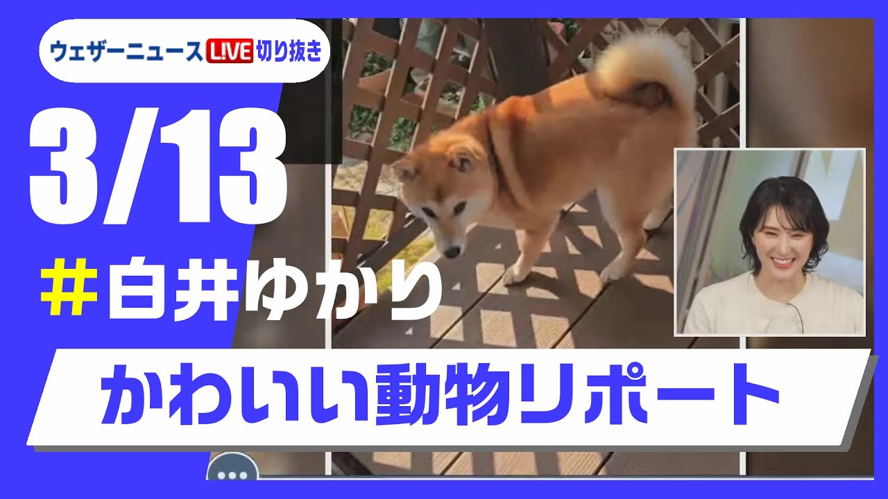 【20250313 ウェザーニュースライブ切り抜き】かわいい動物リポート #白井ゆかり  #ウェザーニュース切り抜き