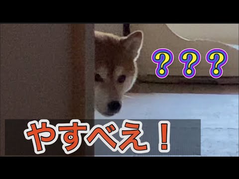 【柴犬飼い主55歳】柴犬くまちゃんをやすべえと呼んでみた！