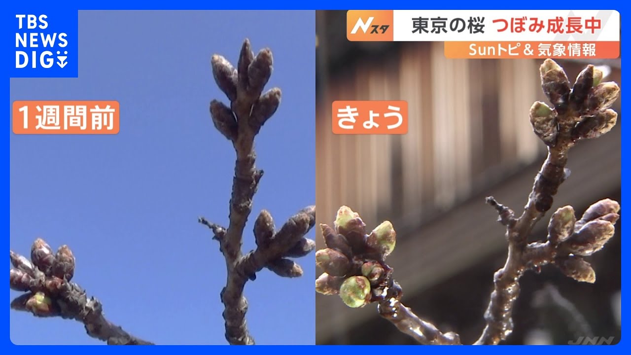 【さくら開花予想】東京は3月22日　横浜は23日 熊谷は24日 宇都宮は28日 【SUNトピ】｜TBS NEWS DIG