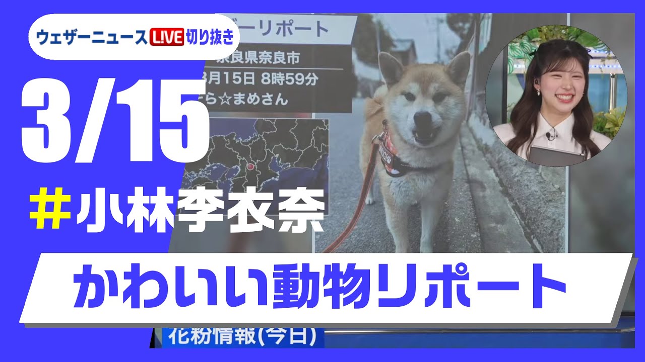【20250315 ウェザーニュースライブ切り抜き】かわいい動物リポート #小林李衣奈 #ウェザーニュース切り抜き