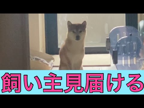 【柴犬飼い主55歳】一緒に暮らしてやっと心開いてくれた柴犬が愛おしい！