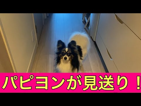 【柴犬飼い主55歳】柴犬ばかりかまっていたらパピヨンが先に見送りにきた！
