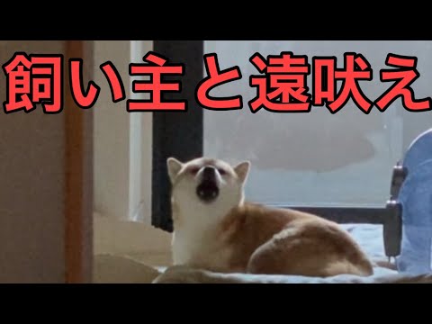 【柴犬飼い主54歳】飼い主と遠吠え！