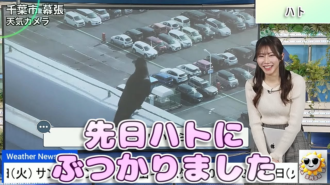 【#魚住茉由】「先日、ハト🕊️にぶつかりました」【#ウェザーニュース LiVE 切り抜き】