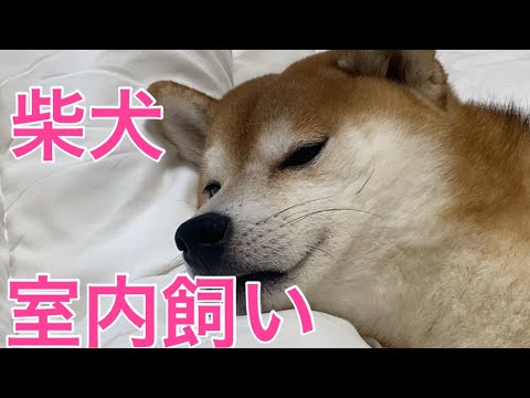 【柴犬飼い主55歳】6年間室内飼いで暮らしてみました！