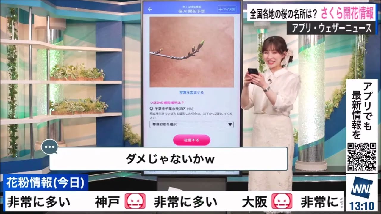 【松雪彩花(あやち)】🌈🎀🍙🍓🌰アプリで桜🌸開花情報の紹介✨