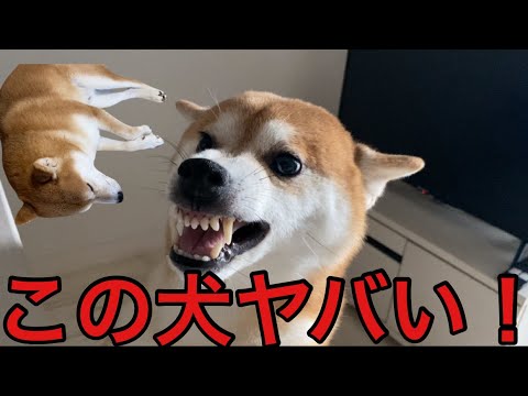 【柴犬飼い主54歳】この犬怖いです！