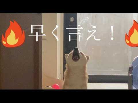 【柴犬飼い主55歳】名前を変えて呼んだら会話が通じました。