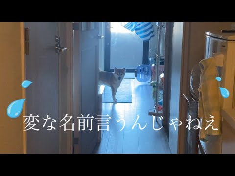 【柴犬飼い主55歳】６年間呼んでいた名前を変えて呼んでみた！