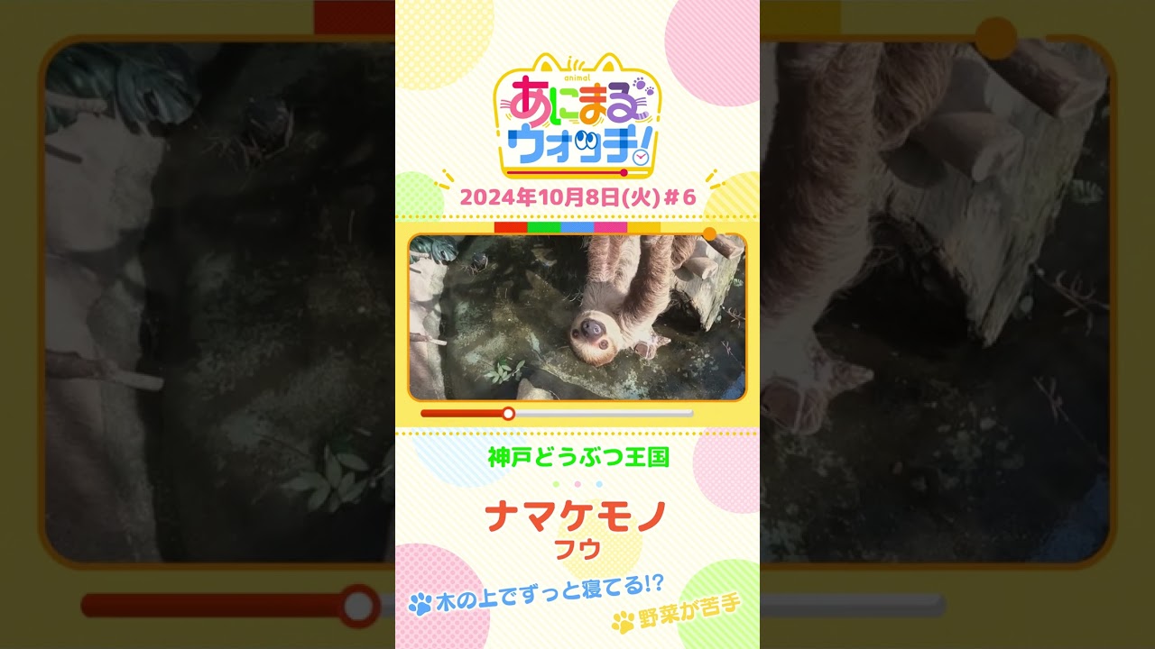 木の上でずっと寝てる！？ナマケモノ「フウ」　兵庫・神戸どうぶつ王国　#shorts #読売テレビニュース #すまたん ＃あにまるウォッチ #動物