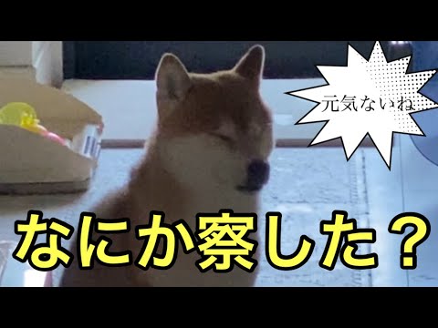 【柴犬飼い主55歳】飼い主を待ち続けるしば犬。