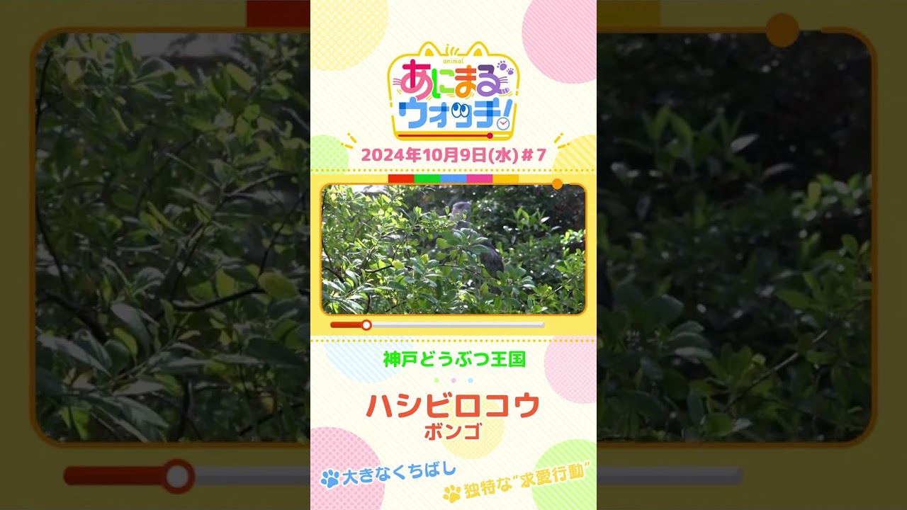 独特な”求愛行動”！ハシビロコウ「ボンゴ」　兵庫・神戸どうぶつ王国 #shorts #読売テレビニュース #すまたん ＃あにまるウォッチ #動物