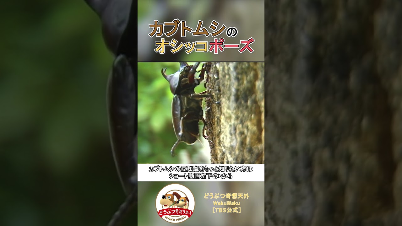 意外と知らない!?カブトムシのオシッコ方法【どうぶつ奇想天外／WAKUWAKU】
