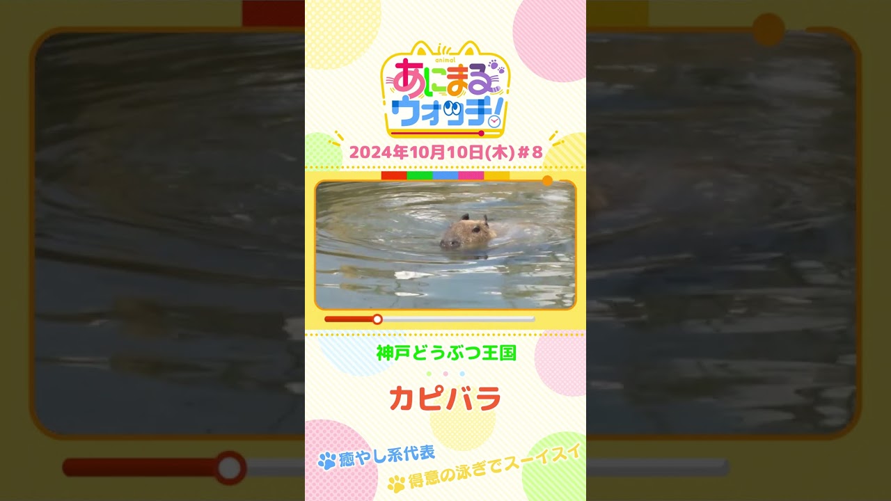 癒やし系代表！「カピバラ」兵庫・神戸どうぶつ王国　#shorts #読売テレビニュース #すまたん ＃あにまるウォッチ #動物