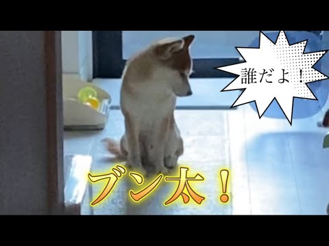 【柴犬飼い主55歳】今日のしば犬の名前はブン太で呼んでみた！