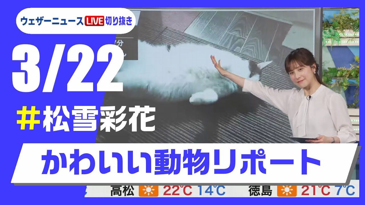 【20250322 ウェザーニュースライブ切り抜き】かわいい動物リポート #松雪彩花 #ウェザーニュース切り抜き