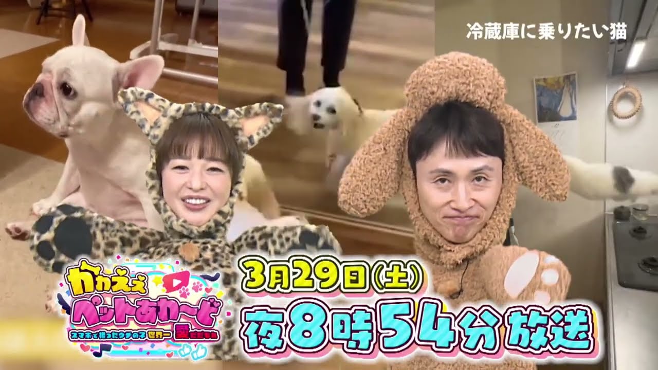 かわえぇペットあわ～ど～スマホで撮ったウチの子世界一！愛だだもれ～　テレビ愛知