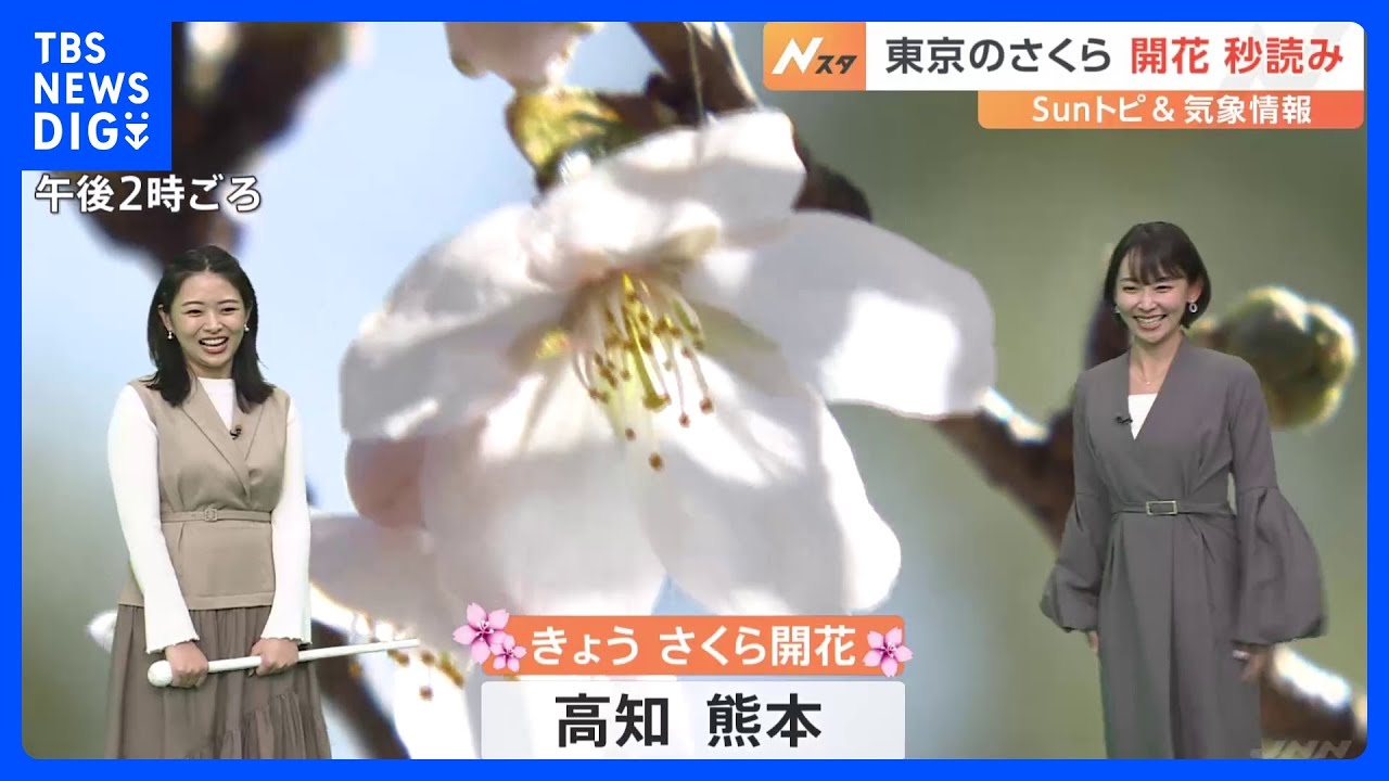 高知県と熊本県で、全国トップとなる「桜の開花発表」 東京では最短記録を更新か？【SUNトピ】｜TBS NEWS DIG