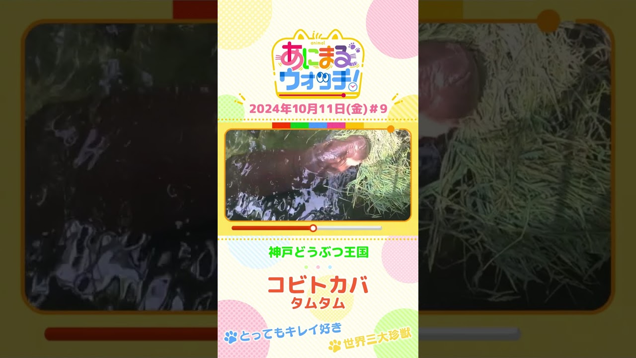 とってもキレイ好き＆世界三大珍獣！コビトカバ「タムタム」　兵庫・神戸どうぶつ王国 #shorts #読売テレビニュース #すまたん ＃あにまるウォッチ #動物