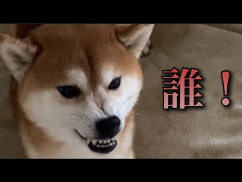 【柴犬飼い主55歳】今日の名前はケンちゃんにして呼んでみた！