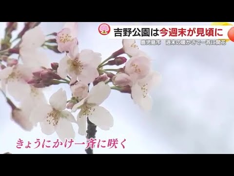 鹿児島市のサクラの名所　吉野公園は今週末が見ごろに (25/03/24 18:32)