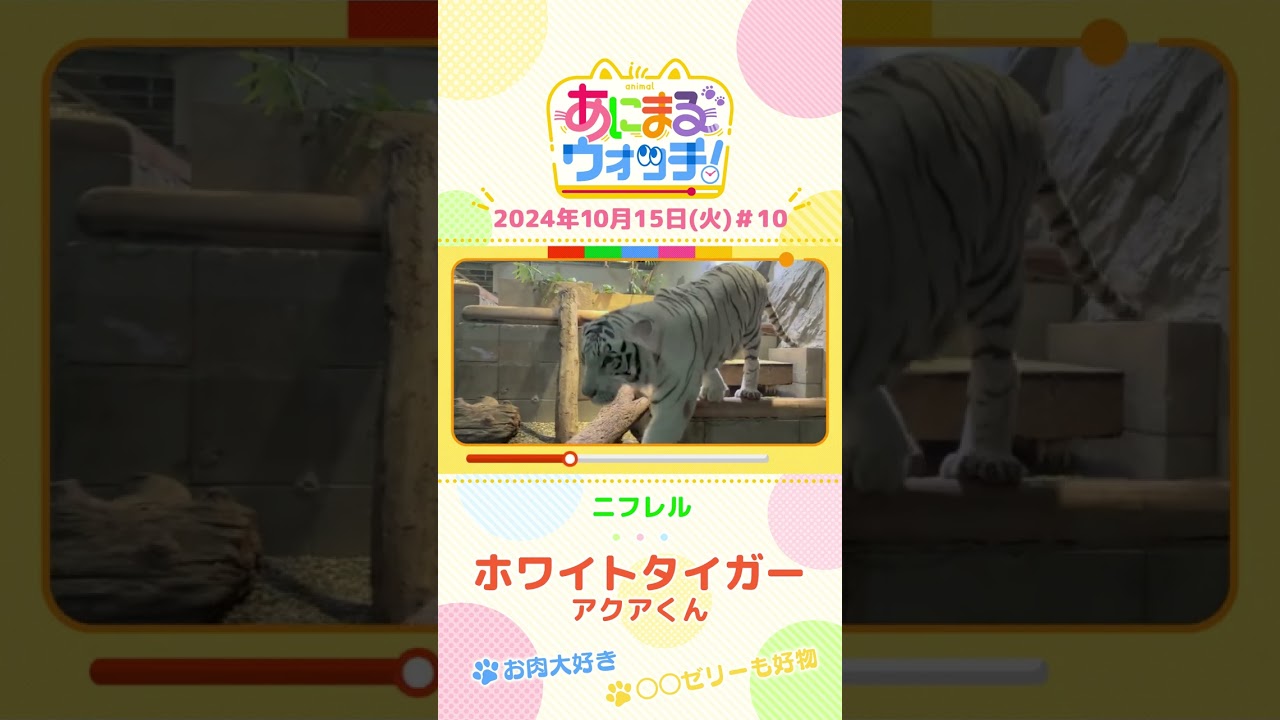 お肉大好き＆○○ゼリーも好物！ホワイトタイガー「アクアくん」　大阪「ニフレル」#shorts #読売テレビニュース #すまたん ＃あにまるウォッチ #動物