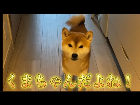 【柴犬飼い主55歳】自分の名前をやっと言ってもらえて尻尾フリフリ！