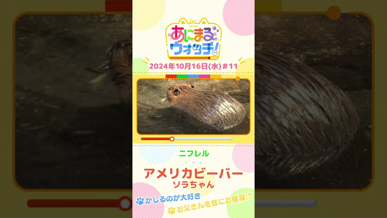 かじるのが大好き！アメリカビーバー「ソラちゃん」　大阪「ニフレル」#shorts #読売テレビニュース #すまたん ＃あにまるウォッチ #動物