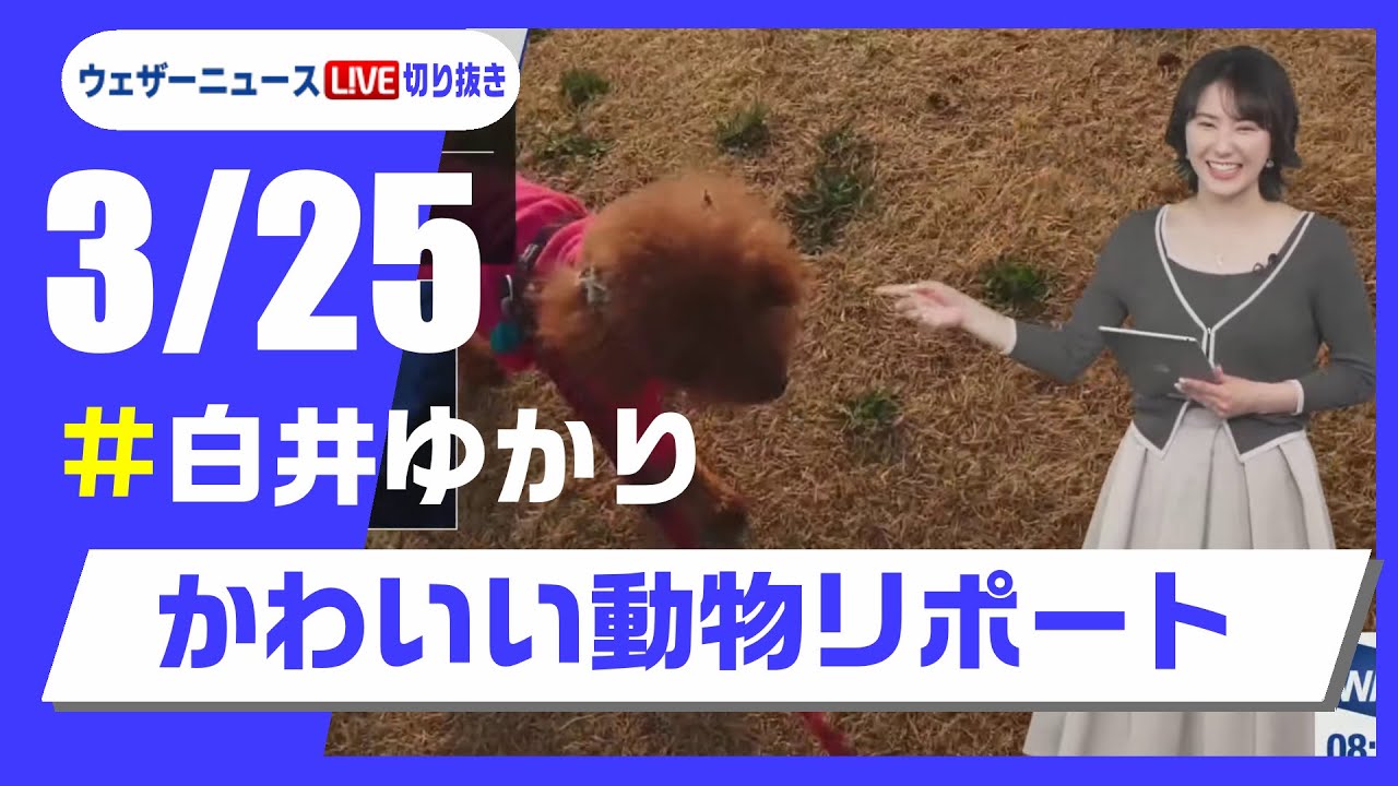 【20250325 ウェザーニュースライブ切り抜き】かわいい動物リポート #白井ゆかり  #ウェザーニュース切り抜き