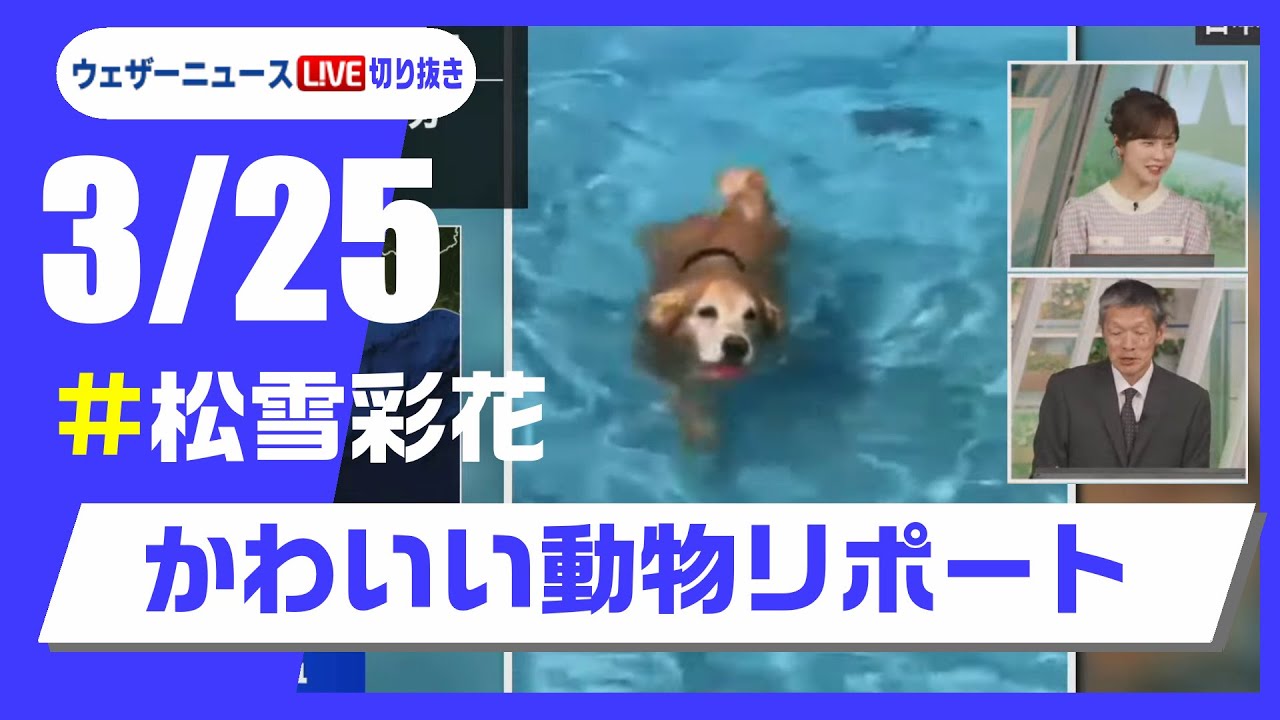 【20250325 ウェザーニュースライブ切り抜き】かわいい動物リポート #松雪彩花 #ウェザーニュース切り抜き