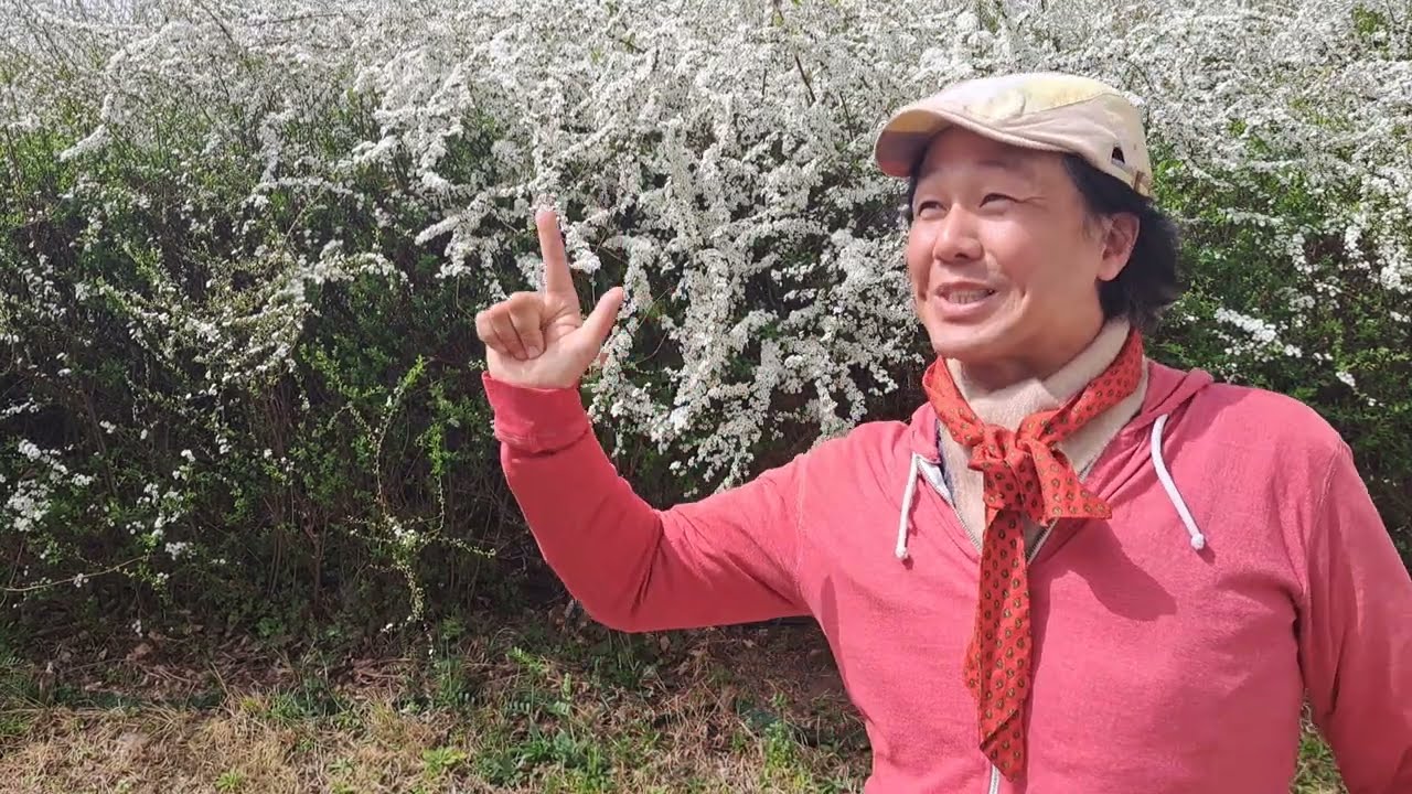 昭和歌謡の名曲は畑中葉子の『癖になりそう』を歌う❗#昭和歌謡 #昭和ポップス歌謡 #映画主題歌 #日活映画 #懐メロ #80年代歌謡曲 #森雪之丞 #小杉保夫 #想い出のメロディー #歌手 #アカペラ