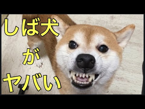 【柴犬飼い主55歳】6歳のしば犬がガチギレ！