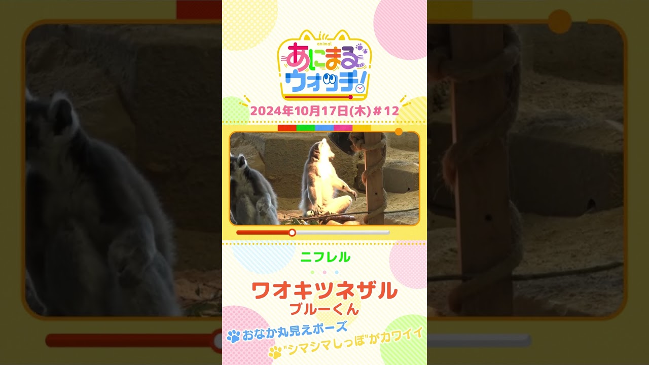 おなか丸見えポーズ！ワオキツネザル「ブルーくん」　大阪「ニフレル」#shorts #読売テレビニュース #すまたん ＃あにまるウォッチ #動物